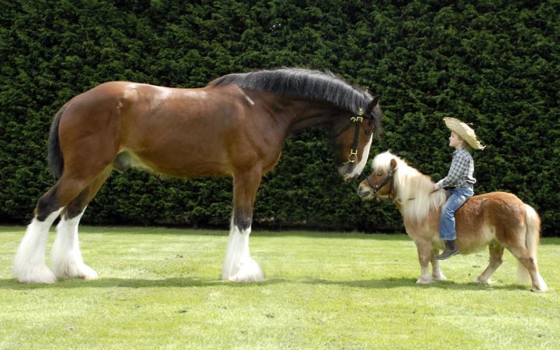 Différence entre poney et cheval