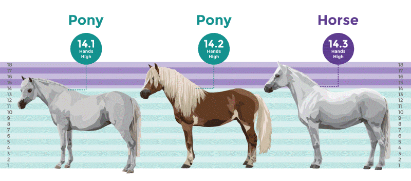 Ab Wann Ist Ein Pferd Ein Pony
