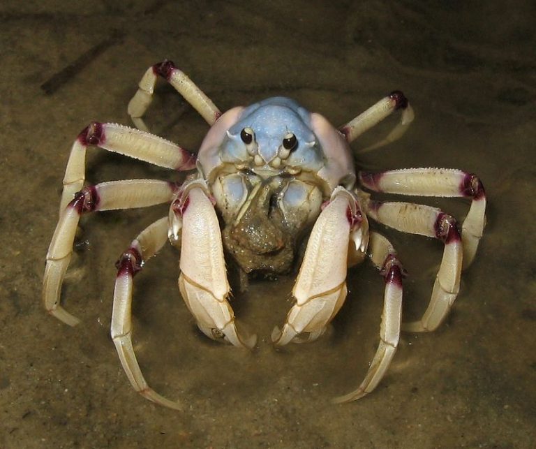 Why Do Crabs Walk Sideways Allo Culture